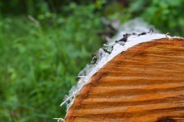 Kesilmiş ağaç gövdesinin seçici odak dokusu yeşil çimlerin bulanık arka planında. Islak huş ağacı kütüğü. Kesilmiş ağacın dokusu. Testere izli ağaç kesimi.