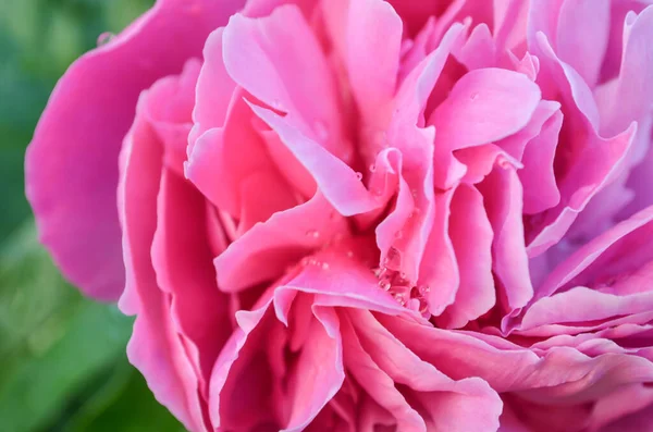 Peony Dew Drops Summer Garden Beautiful Pink Flower Green Background — Stock Photo, Image