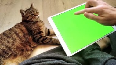 Tablet bilgisayarın yeşil ekran ve krom anahtarı. Adam kedinin yanına oturuyor ve cep bilgisayarını tutuyor. Evcil hayvanlar için mal satın almak. Kromakey model ve kedi yeşil ekran tableti.