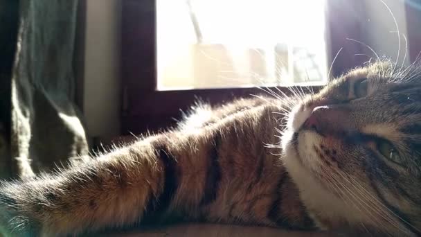Концепція домашніх тварин. Смугастий кіт лежить на підлозі в квартирі на сонці. Кошенята позіхають і піднімаються на сонці. Домашній затишок і комфорт — стокове відео
