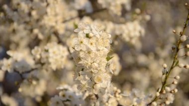 Beyaz çiçek açan kiraz çiçekleri rüzgarda sallanıyor. Bahar konsepti Şehirde ilkbahar. Bulanık çiçek dallarının arka planına karşı seçici odak kiraz çiçekleri.