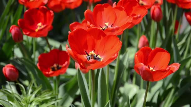 Vídeo Cámara Lenta Hermosos Tulipanes Rojos Revoloteando Viento Jardín Casa — Vídeo de stock