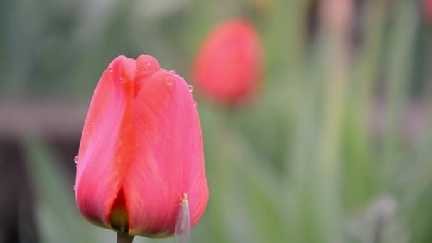 Zeitlupenvideo Von Regentropfen Auf Roten Tulpenknospen Flattern Wind Garten Eines — Stockvideo