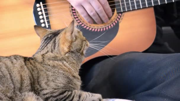 Kedilerin Seçici Odağı Gitar Çalan Beyaz Adamın Yanında Oturmaktır Tekir — Stok video