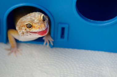 Kertenkeleyi evde tutma fikri. Kertenkele dilini gösteriyor. Komik hayvanlar. Yetişkin Eublefar kertenkelesi dudaklarını yalıyor ve plastik mavi evinden dışarı bakıyor. Kopya alanı olan hayvanlarla arka plan.