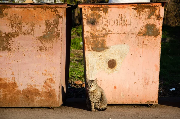 Gato Sin Hogar Sienta Cerca Contenedores Basura Ciudad Retrato Animal —  Fotos de Stock