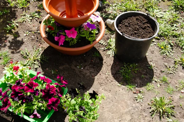 Återplanterar Blommor Selektiva Fokus Blommor Stor Kruka Bredvid Hink Jord — Stockfoto