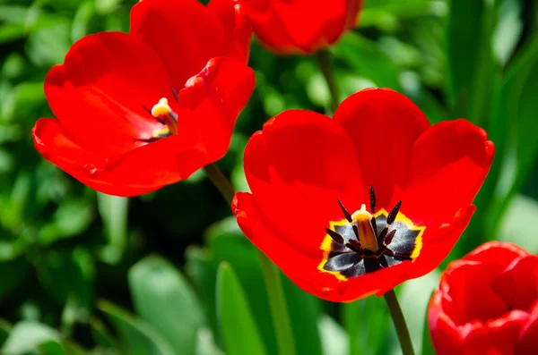 Large Beautiful Blossoming Tulips Background Green Leaves Nature Spring Concept Stock Image