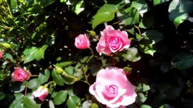 Bahçede tomurcukları tomurcuklanan pembe güller gül çalılarının bulanık arka planında seçici bir odak noktası. Gül çalıları avluda yetişir. Lanet olası yaz parkı. Ev bahçesi kavramı.