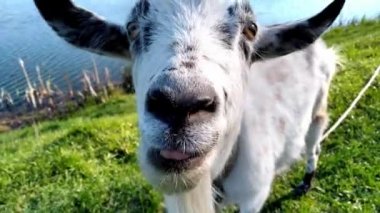 Boynuzlu komik beyaz keçi kameraya ilgiyle bakıyor. Keçi yeşil çimlerin ve göletin arka planını yalıyor. Kırsal hayvanlar konsepti. Otlaktaki çiftlik hayvanları.