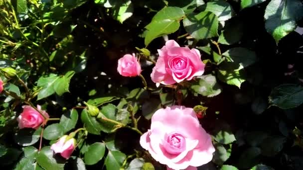 Foco Seletivo Rosa Rosas Com Botões Florescer Jardim Fundo Borrado — Vídeo de Stock