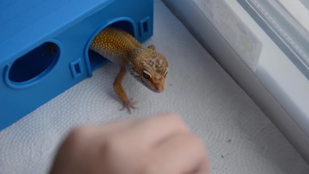 成年的Eublefar蜥蜴在容器里吃蟑螂 让蜥蜴待在家里的概念 女人的手在塑料房子里用镊子喂Eublefar — 图库视频影像