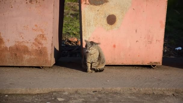 Gatto Senzatetto Siede Vicino Contenitori Della Spazzatura Città Ritratto Animale — Video Stock