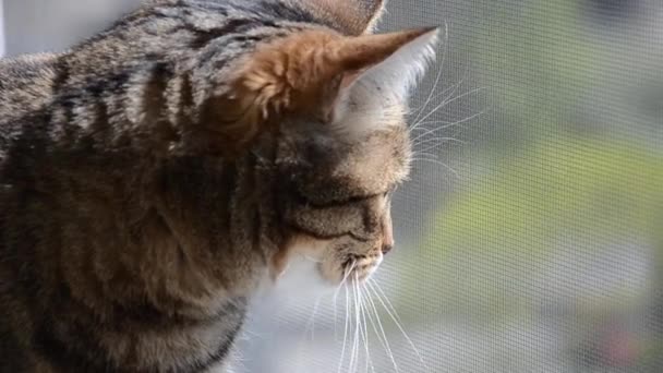 Selective Focus Face Striped Brown Cat Looks Curiously Out Window — Stock Video