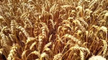 Sarı tarlanın arka planına karşı seçici altın buğday dikenleri. Buğday hasadı. Makro, fotokopi uzayı ile buğday dikenleri fırlattı. Doğal arka plan. Çiftlik hasadı konsepti.