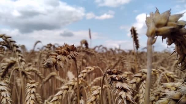 Selektivní Zaměření Zlaté Hřeby Pšenice Pozadí Žlutého Pole Sklizeň Pšenice — Stock video