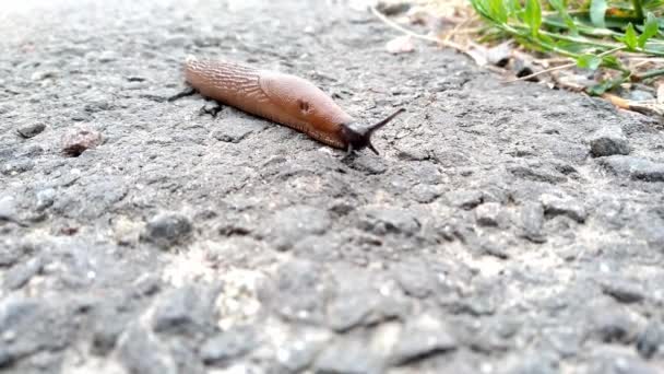 Gladde Bruine Slak Met Zwarte Kop Kruipt Het Asfalt Rode — Stockvideo