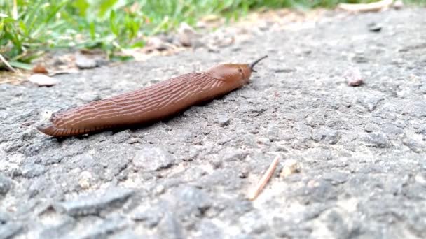 Slippery Brown Slug Black Head Crawls Asphalt Red Roadside Slug — Stock Video