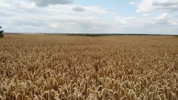 Foco Seletivo Espiguetas Ouro Trigo Contra Fundo Campo Amarelo Colheita — Vídeo de Stock