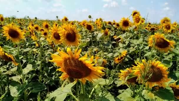 Focus Sélectif Sur Bourgeon Tournesol Sur Fond Ciel Bleu Saison — Video