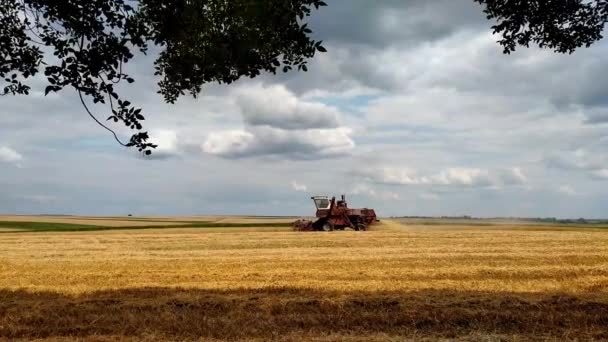 Combine Harvester Harvests Wheat Field Harvesting Grain Season Summer Day — Stock Video