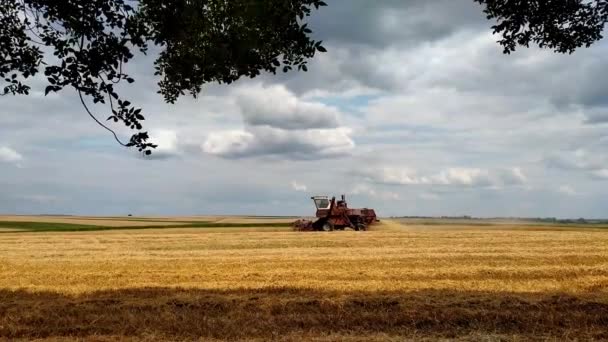 Combine Colheitadeira Colhe Trigo Campo Colheita Estação Grãos Dia Verão — Vídeo de Stock