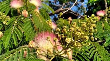 Fluffy pink flowers of Constantinople acacia sway in the wind. Beautifully flowering tree Albitsia Lenkoran blooms in the garden. Branches of Albizia julibrissin with green leaves and inflorescences.