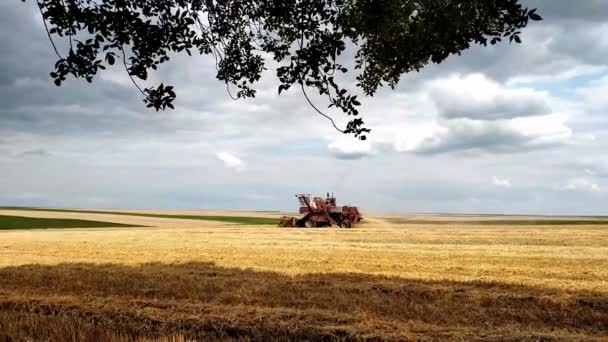 Combine Harvester Harvests Wheat Field Harvesting Grain Season Summer Day — Stock Video