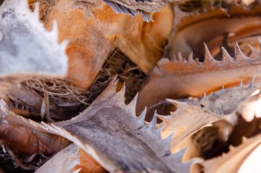 Kopyalama alanı olan doğal bir arkaplan. Palmiye ağacı kabuğu yüzeyi. Avuç içi dokusu.