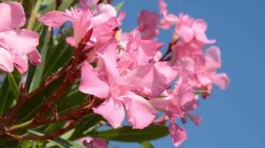 Oleander 'ın pembe çiçekleri mavi gökyüzüne karşı rüzgarda sallanıyor. Çiçekli çalılar sıradan. Güzel bir tropikal bitki. Bahçedeki süs bitkileri.