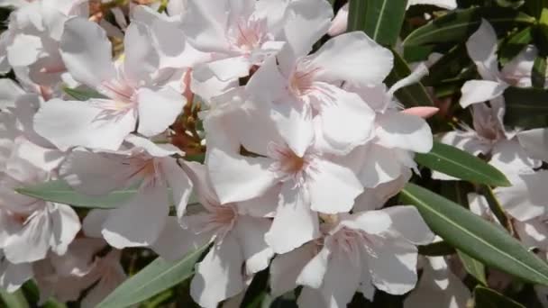 Oleander Gyengéden Rózsaszín Virágai Ringatóznak Szélben Virágzó Bokor Oleander Közönséges — Stock videók