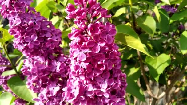 Purple Lilac Flowers Sway Wind Background Green Leaves Blooming Branches — Stock Video