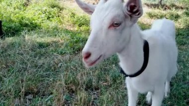 Boynuzlu komik beyaz keçi kameraya ilgiyle bakıyor. Keçi yeşil çimlerin ve göletin arka planını yalıyor. Kırsal hayvanlar konsepti. Otlaktaki çiftlik hayvanları.