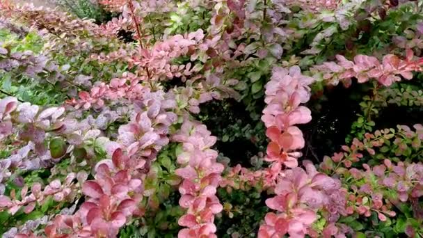 Arbustos Barberry Bajo Lluvia Gotas Lluvia Las Hojas Rojizas Baya — Vídeos de Stock