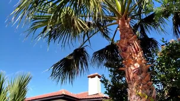 Тропічний Фон Пальма Пливе Вітрі Поряд Будинком Дахом Димоходом Пальмове — стокове відео
