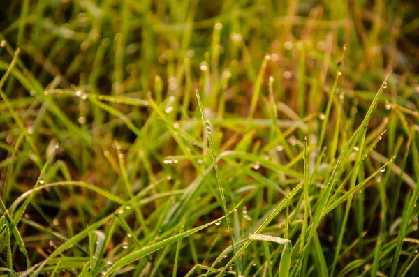 Concentration Sélective Rosée Sur Herbe Verte Tôt Matin Nature Contexte — Photo