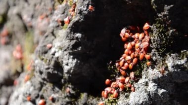 Asker böcek kolonisi taşın üzerinde yosun ile sürünüyor. Birçok kanatsız kızılcık taş yüzeyde sürünür. Bahçedeki Pyrrhocoris apterus.