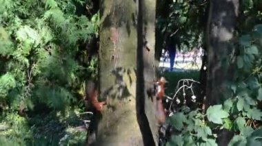 Komik çevik kırmızı sincaplar parkta ağaçtan bir taç boyunca koşuyorlar. İki sincap ormanda ağaçta peş peşe koşuyor. Vahşi hayvanlar güneşte oynar.
