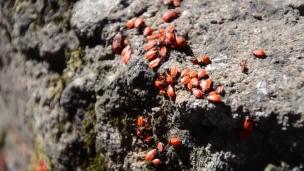 兵士の虫の群れが苔で石の上に住んでいます 多くの翼のない赤い虫が石の表面を這う 庭でPyrrocoris Apterus — ストック動画