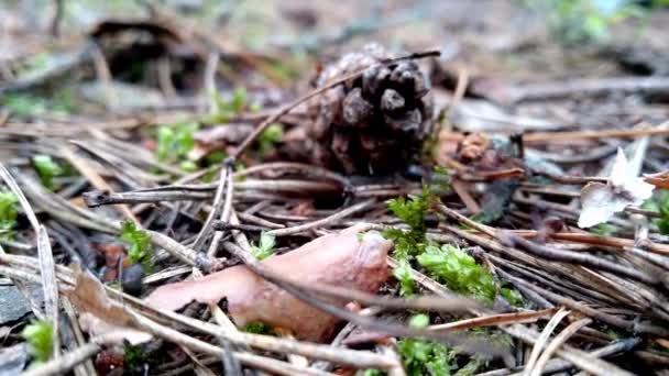 Kolonin Myror Kryper Genom Skogen Kona Barr Mossa Med Insekter — Stockvideo