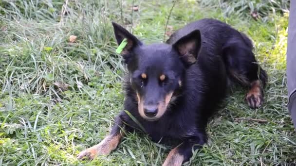 Cão Preto Sem Abrigo Está Espera Comida Cão Com Etiqueta — Vídeo de Stock