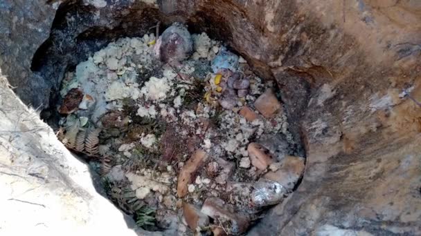 带有食物浪费和粪蝇的化石坑 垃圾虫在垃圾堆上飞舞 野生有机废物的堆肥 坑中腐烂的产品 — 图库视频影像