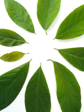 Beyaz arka planda yeşil yapraklar var. Avokado yaprağı beyaz yüzeyde yatar. Doğal arka plan. Yaprak dokusu.