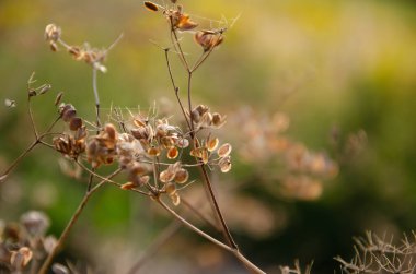 Kurumuş bitki ve şemsiyeye düşmüş tohumlar. Kurumuş çiçeklerin doğal arka planı. Yeşil arkaplandaki kuru çimlerin seçici odak yüzdeleri kopya alanı ile.