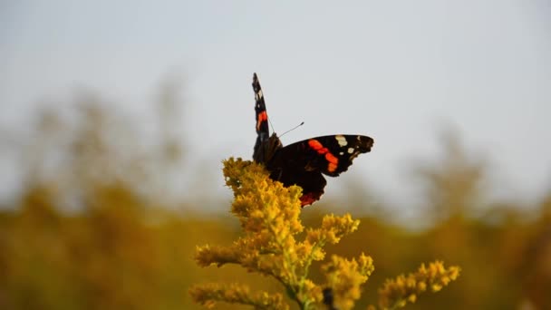 Красный Адмирал бабочка сидит на желтых полевых цветах с копировальным пространством. Естественный фон. Яркие насекомые в дикой природе в солнечный день. Хрупкая красивая Ванесса аталанта. — стоковое видео