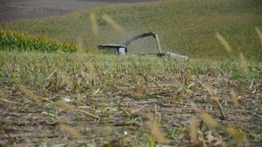 Mısır gövdelerini kesip işlenmiş bitkileri KAMAZ 'a döküyor. Mısır tarlası. Tarım işi için ekin biçme makinesiyle tohum ekiyorum. Mısır hasat mevsiminde traktör işi. Çiftlik aletleri.