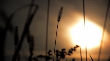 Gün batımının arka planında fotokopi alanı olan kuru otların seçici odak yüzdeleri. Kuru bitkilerin siluetleri. Vahşi dikenlerin doğal arka planı.