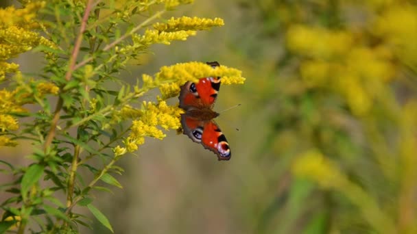 Peacock Eye Butterfly Sits Yellow Wildflowers Copy Space Natural Background — Stock Video
