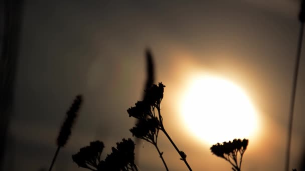 Inflorescences Sélectives Foyer Herbe Sèche Sur Fond Coucher Soleil Avec — Video