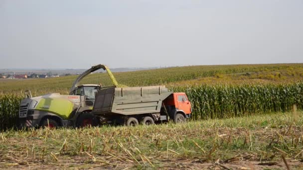 Luzk Ukraine September 2021 Mähdrescher Schneidet Maisstämme Und Kippt Sie — Stockvideo